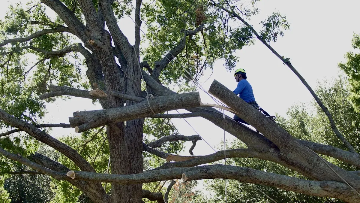Professional Hazardous Tree Removal performed by certified arborists in Childersburg