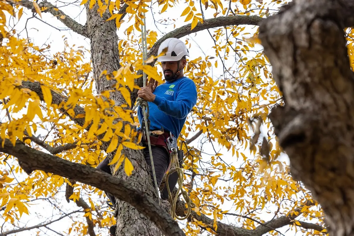 Skilled Tree Pruning crew working in Childersburg