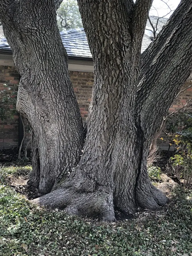 Mature heritage tree close to a Childersburg property cared for by certified arborists